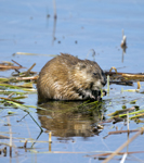 Muskrat 9862